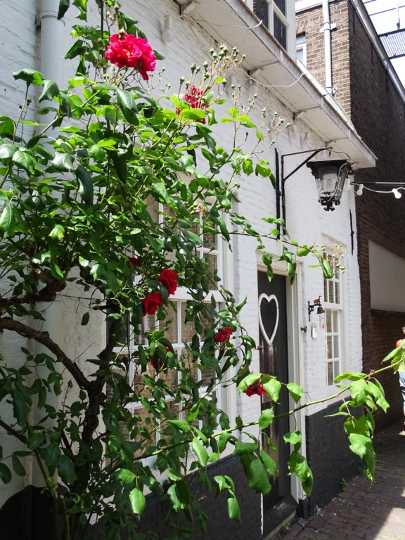dsc31811.jpg